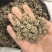 猫爪草水洗三遍大货供应零售批发保真保量