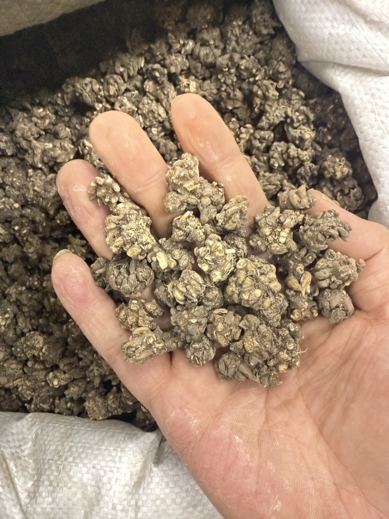 猫爪草水洗三遍大货供应零售批发保真保量