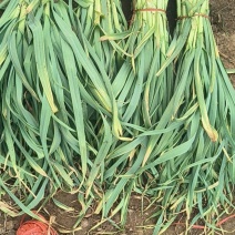 青蒜苗，红根