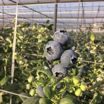 西昌蓝莓纯甜