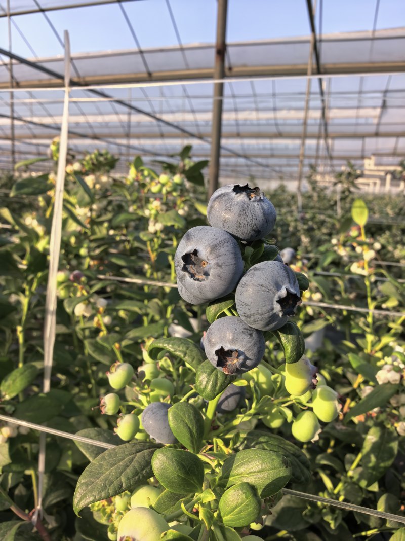 西昌蓝莓纯甜