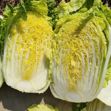 精品黄心大白菜