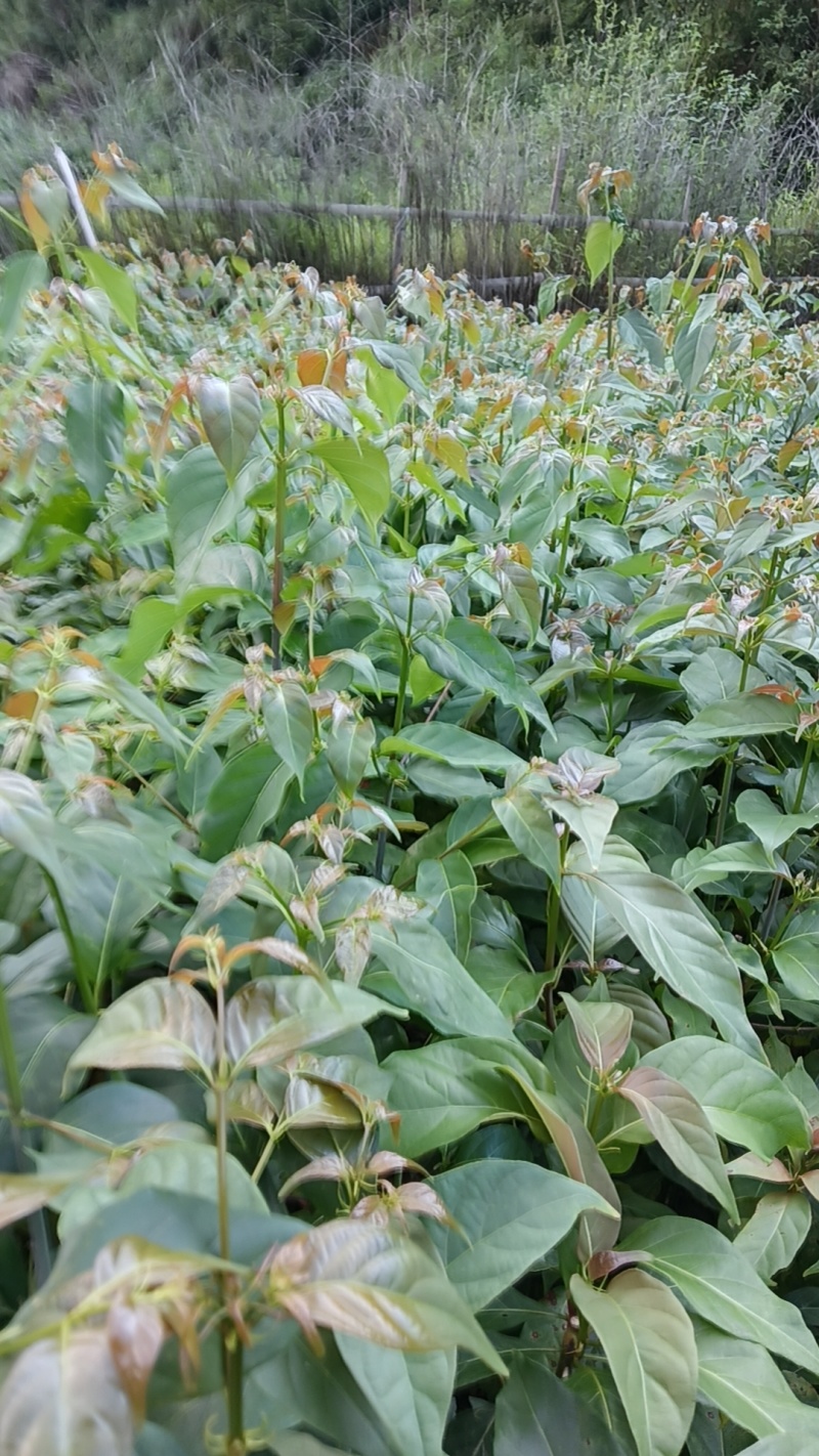 优质高产，大叶钩藤苗，根系发达，苗株粗壮，移栽高成活率