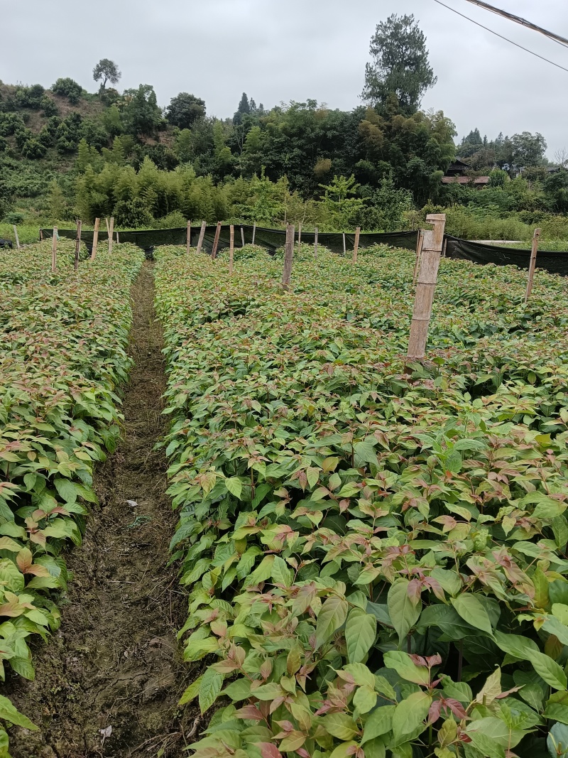 优质高产，大叶钩藤苗，根系发达，苗株粗壮，移栽高成活率