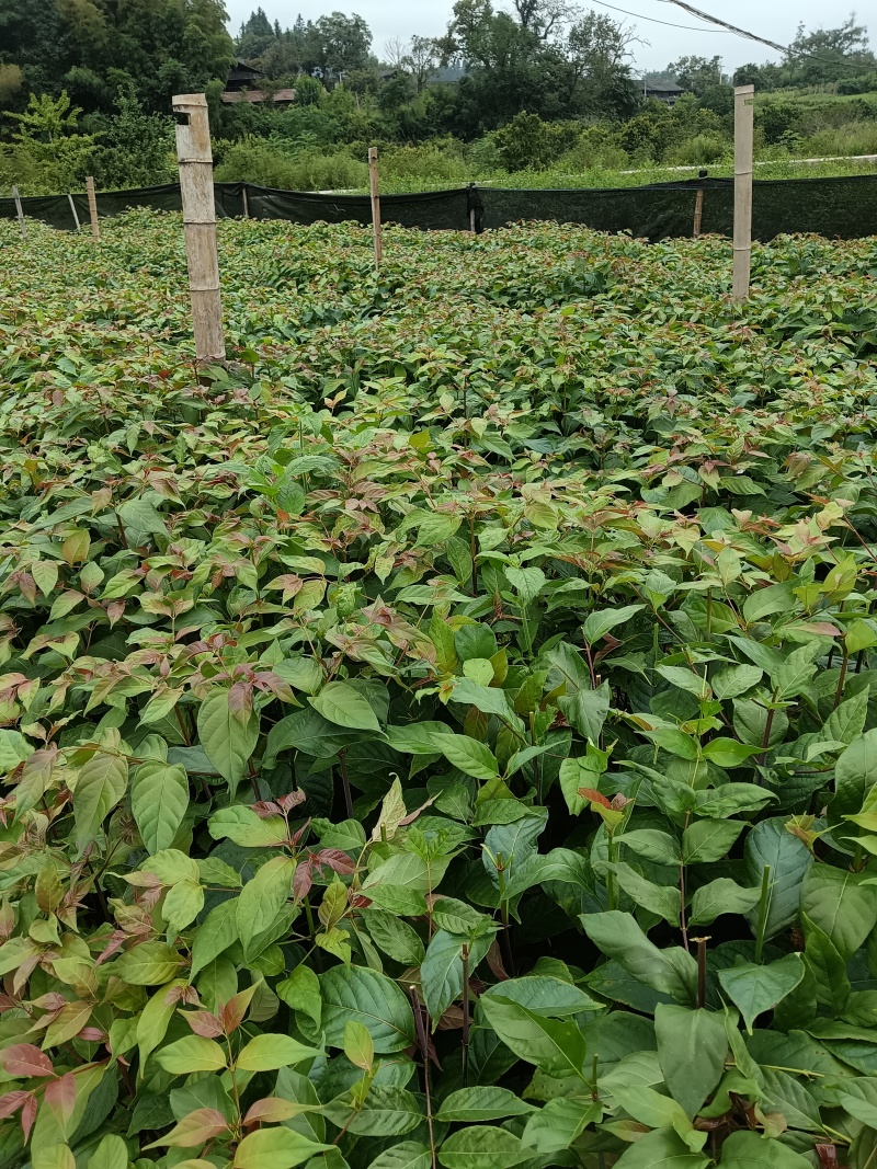 优质高产，大叶钩藤苗，根系发达，苗株粗壮，移栽高成活率