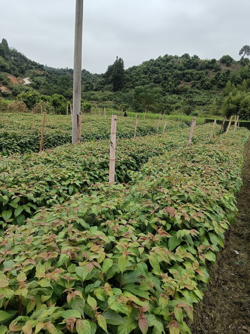 优质高产，大叶钩藤苗，根系发达，苗株粗壮，移栽高成活率