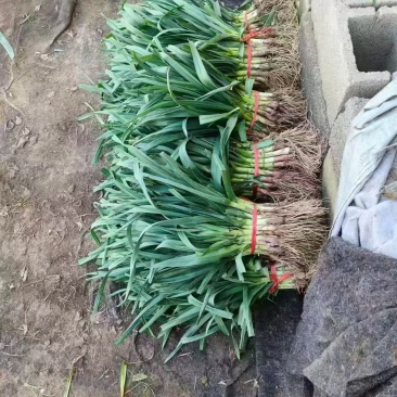 红根蒜苗