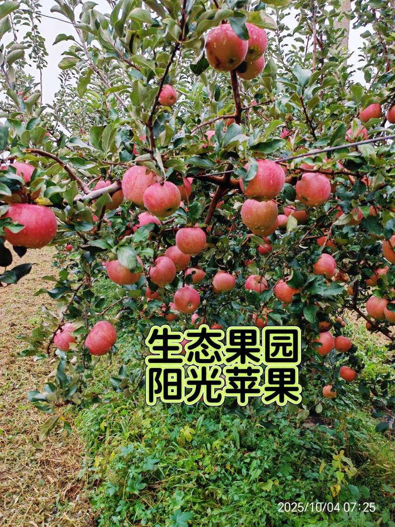 董专家优质红富士生态不套袋果园直发20万斤现货