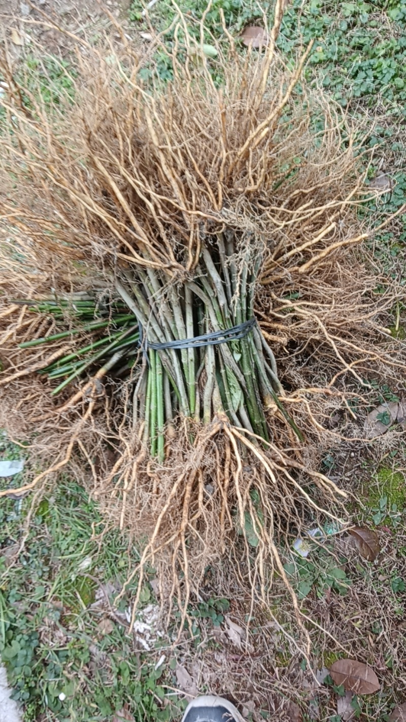 优质高产，大叶钩藤苗，根系发达，苗株粗壮，移栽高成活率