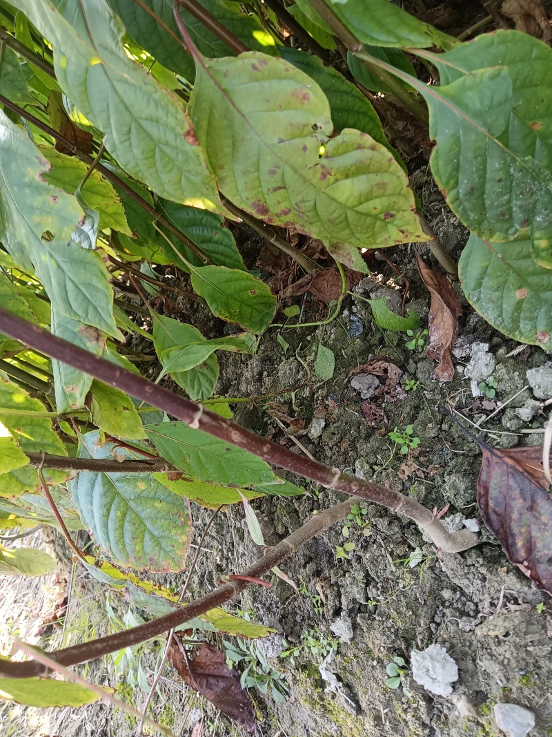 优质高产，大叶钩藤苗，根系发达，苗株粗壮，移栽高成活率