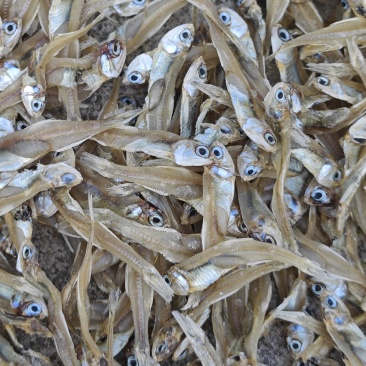 福建产白江鱼干！码头直达晒场！人工生晒！鲜晒！
