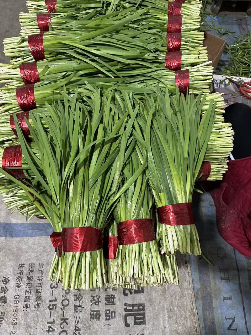 头刀韭菜，精品菜，寿光本地韭菜，韭菜质量可对比