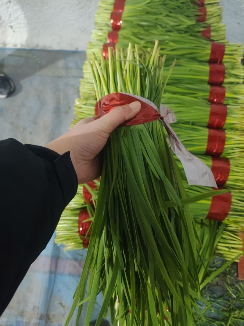 头刀韭菜，精品菜，寿光本地韭菜，韭菜质量可对比