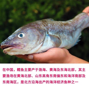 新鲜渤海湾鳕鱼大头鱼批发团购落地配