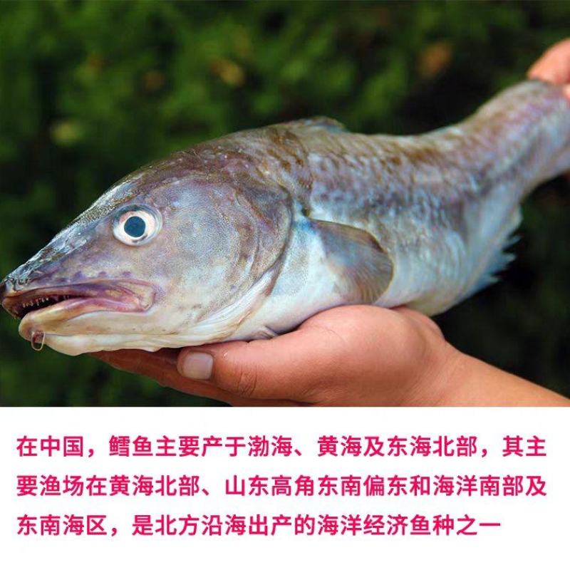 新鲜渤海湾鳕鱼大头鱼批发团购落地配