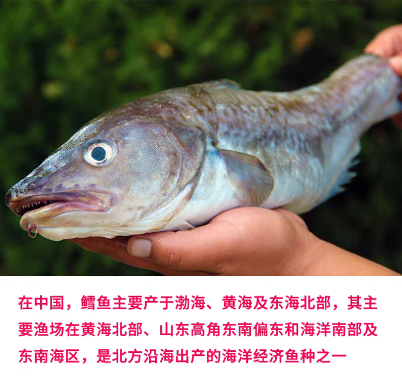 新鲜渤海湾鳕鱼大头鱼批发团购落地配