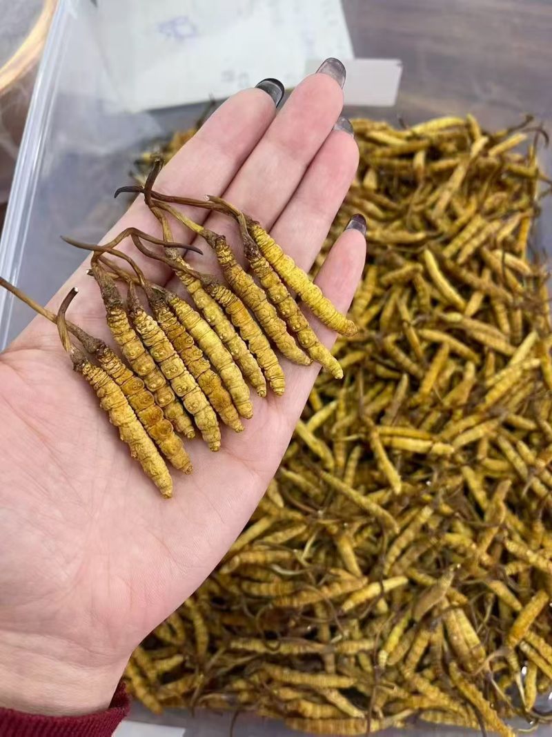 冬虫夏草各种规格选货10克起包邮经济实惠