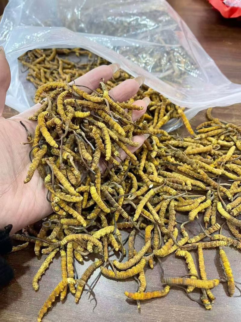 冬虫夏草各种规格选货10克起包邮经济实惠