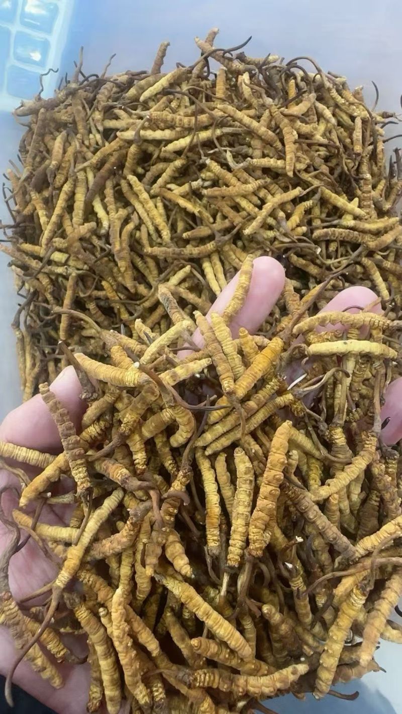 冬虫夏草各种规格选货10克起包邮经济实惠