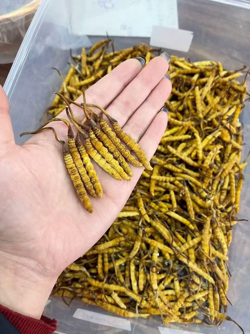 冬虫夏草各种规格选货10克起包邮经济实惠