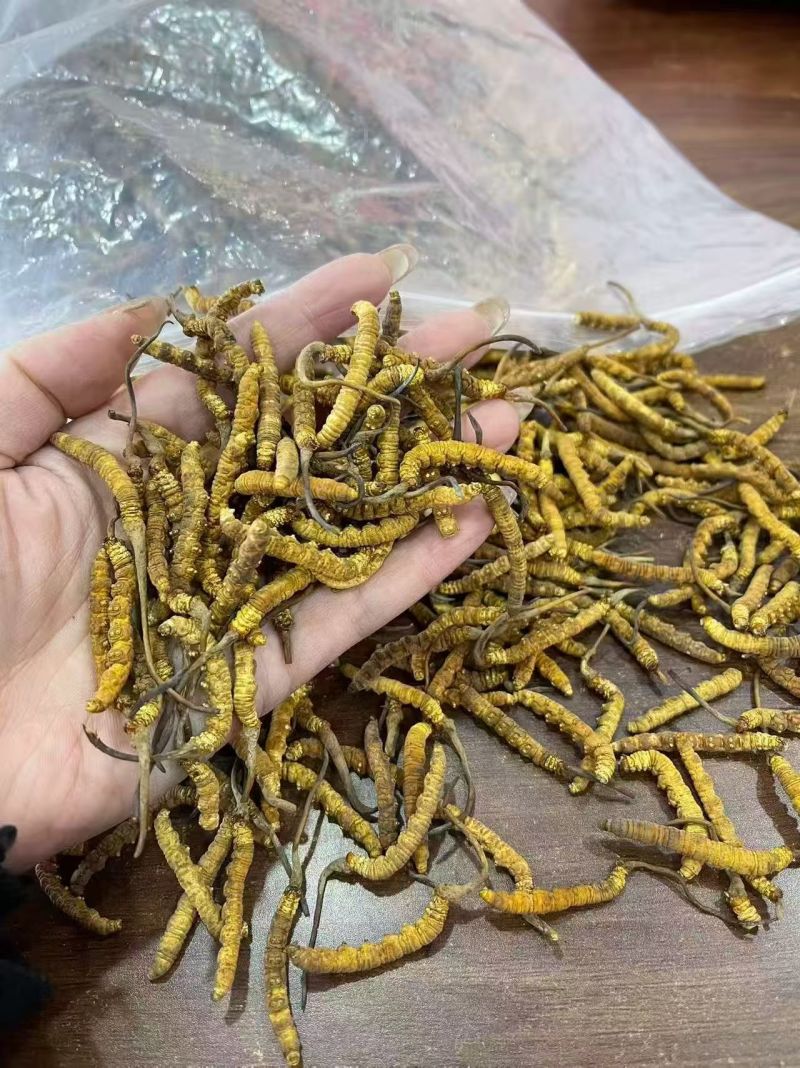 冬虫夏草各种规格选货10克起包邮经济实惠