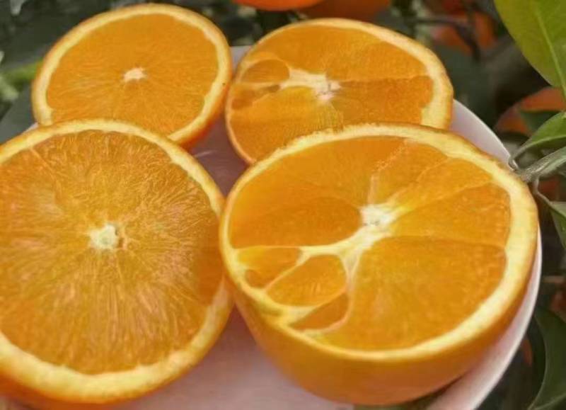 【精品】纽荷尔脐橙果农直销现采现发纯甜不酸对接全国
