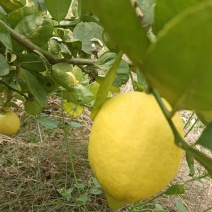 黄柠檬