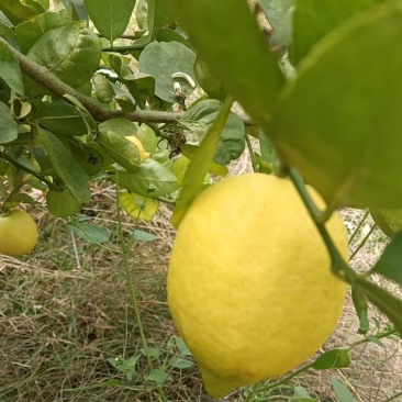黄柠檬