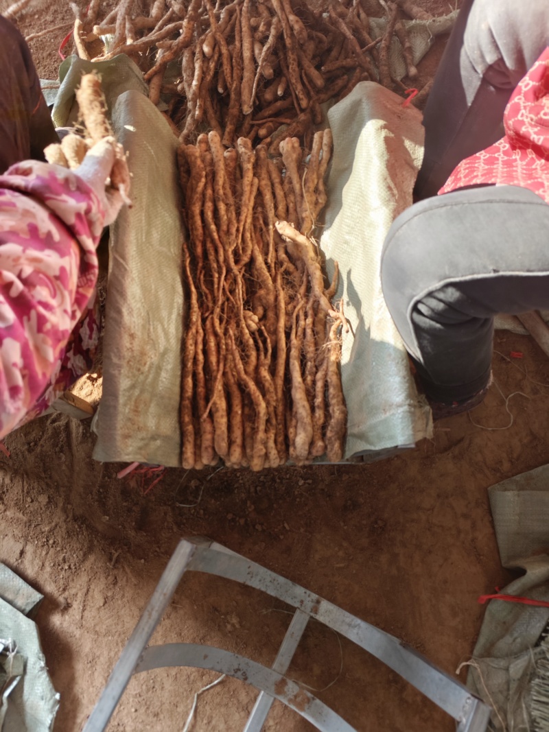铁棍山药豆苗