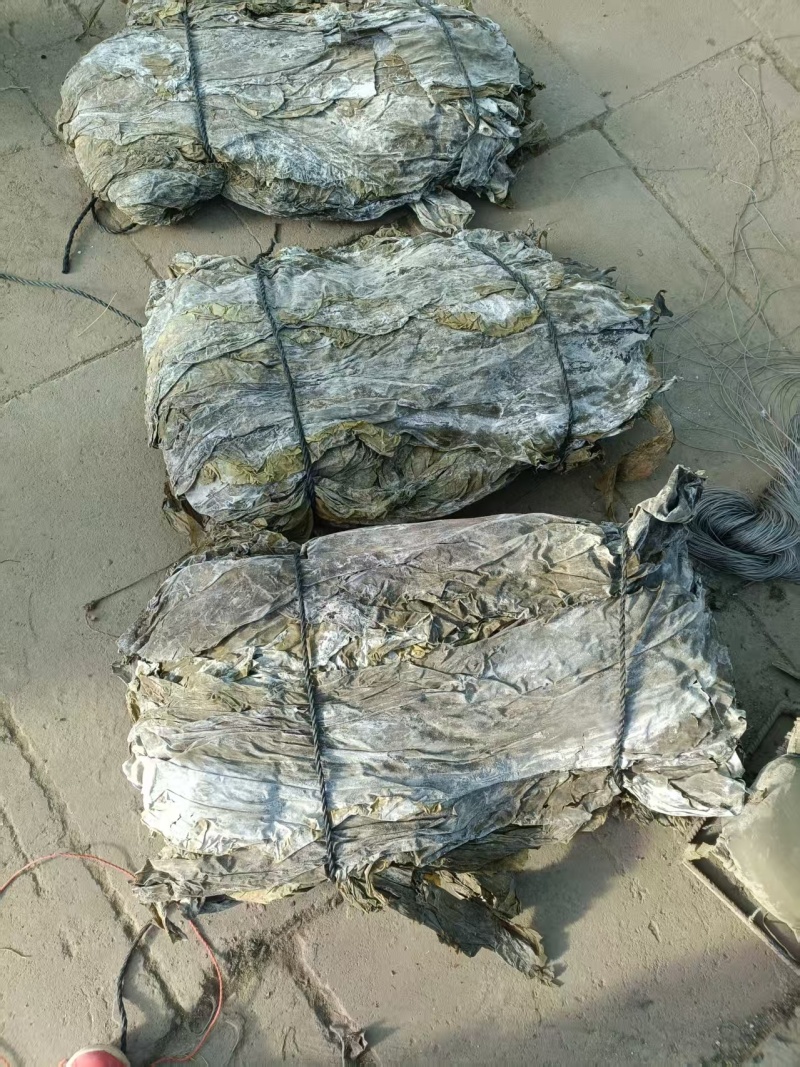 干海带/海带/大量有货/厂家直销/货品齐全