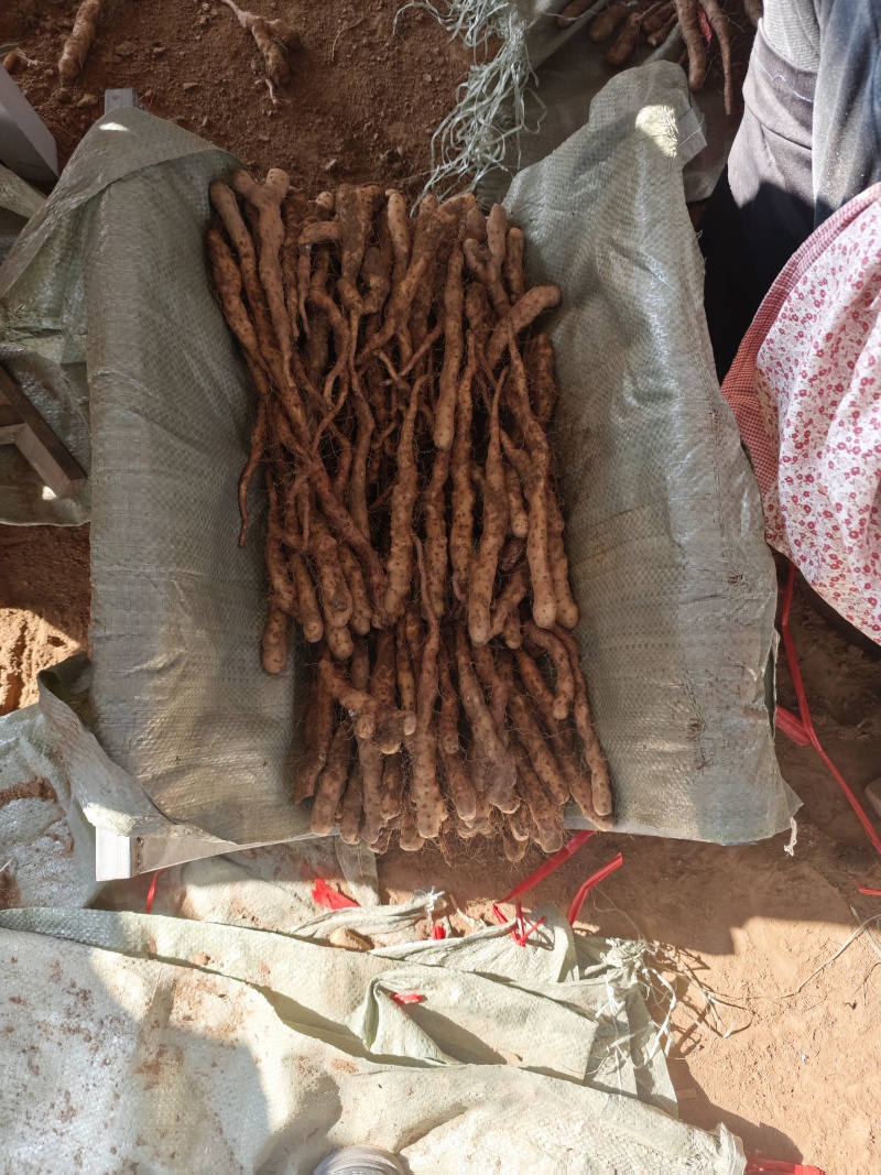 铁棍山药豆苗