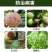 绿得保30%碱式硫酸铜悬浮剂杀菌剂细菌性条斑病溃疡病根腐