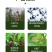 绿得保30%碱式硫酸铜悬浮剂杀菌剂细菌性条斑病溃疡病根腐