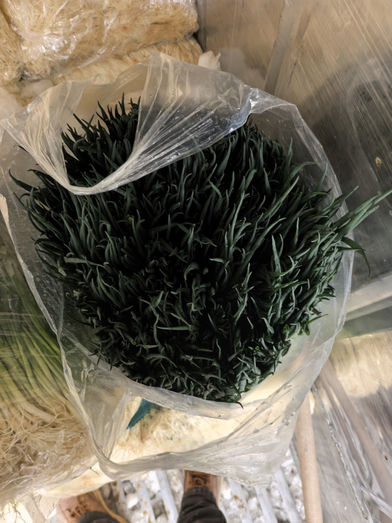 短细黑