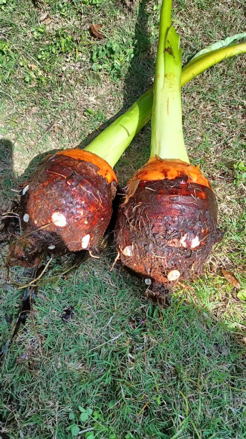 云南粉芋
