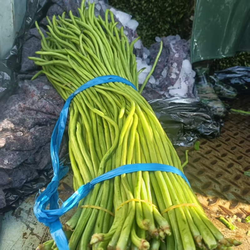 精品豆角基地直供支持电商超市，各大市场