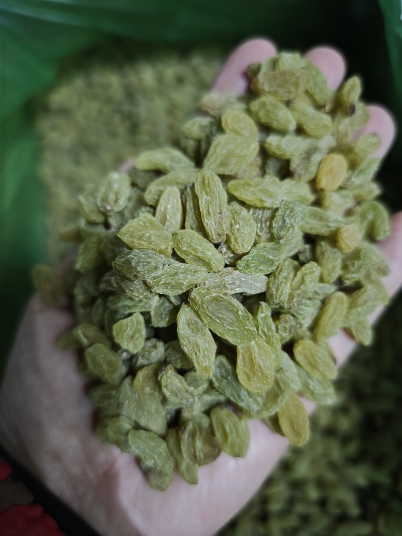 河南郑州新货葡萄干，中绿大绿通货葡萄干产地直供