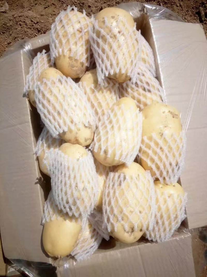 山东周营新鲜土豆预售中，优质货，支持各种包装，欢迎联系