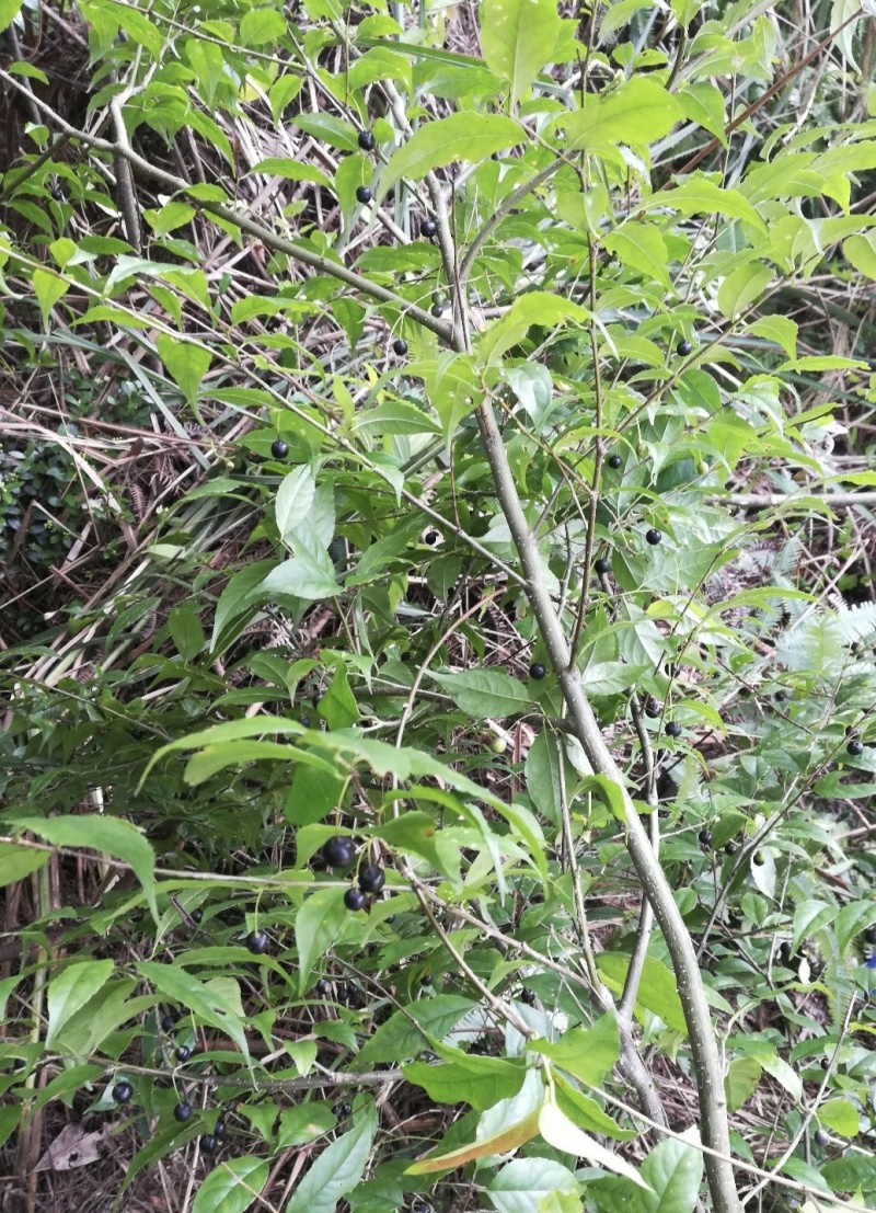 岗梅根，称星木