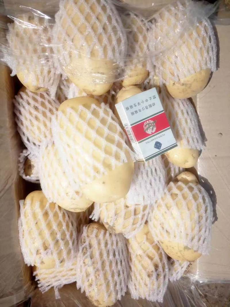 精品新鲜黄心土豆大量预售中，支持各种包装，精品优质货