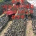 只接受预定农科院3号柠檬大坏苗，明年5-10月份出，