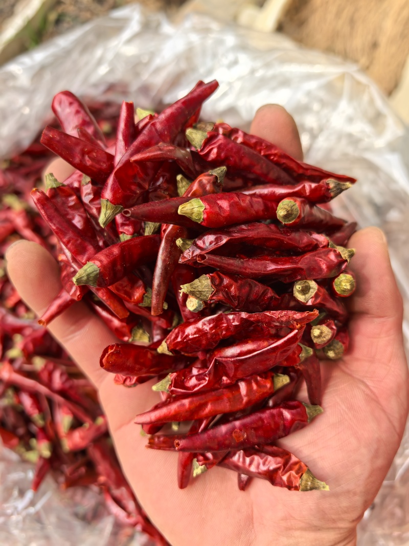 贵州满天星辣椒/辣度高/香味好/干辣椒/好货/全国包邮