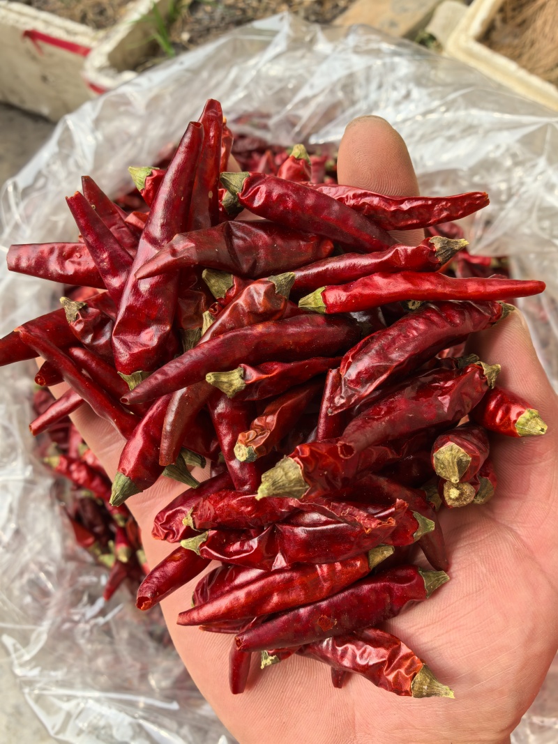 贵州满天星辣椒/辣度高/香味好/干辣椒/好货/全国包邮