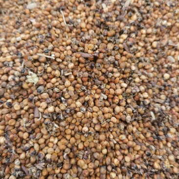 高粱毛干粱价格，平仓出货