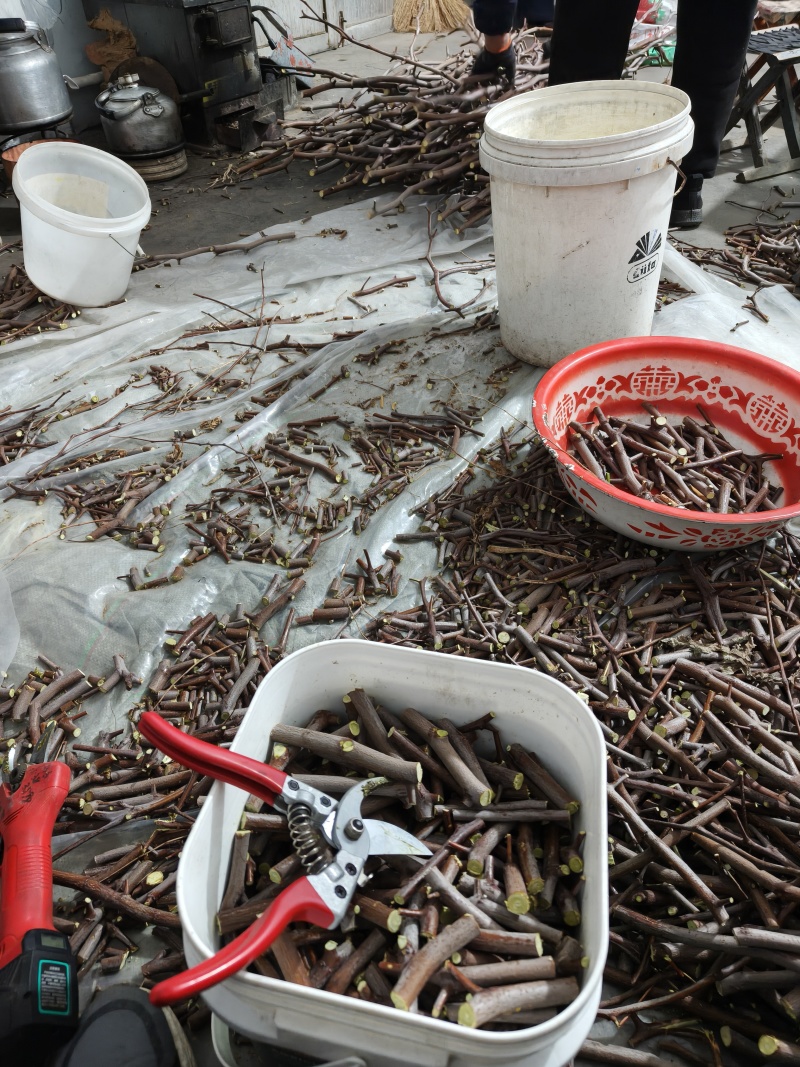 油蟠枣树苗基地直发，龙蟠枣苗价格