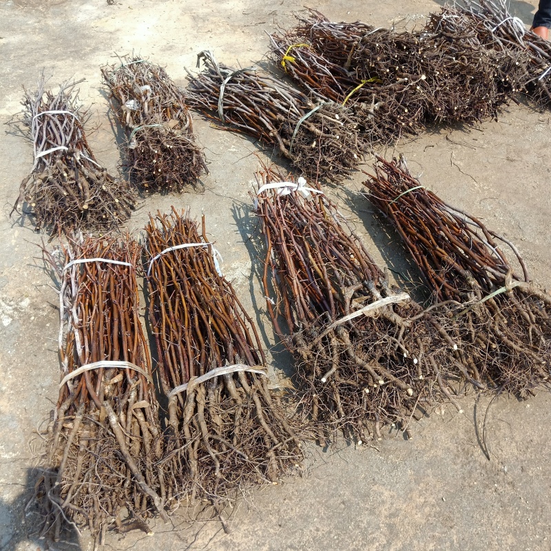 油蟠枣树苗基地直发，龙蟠枣苗价格