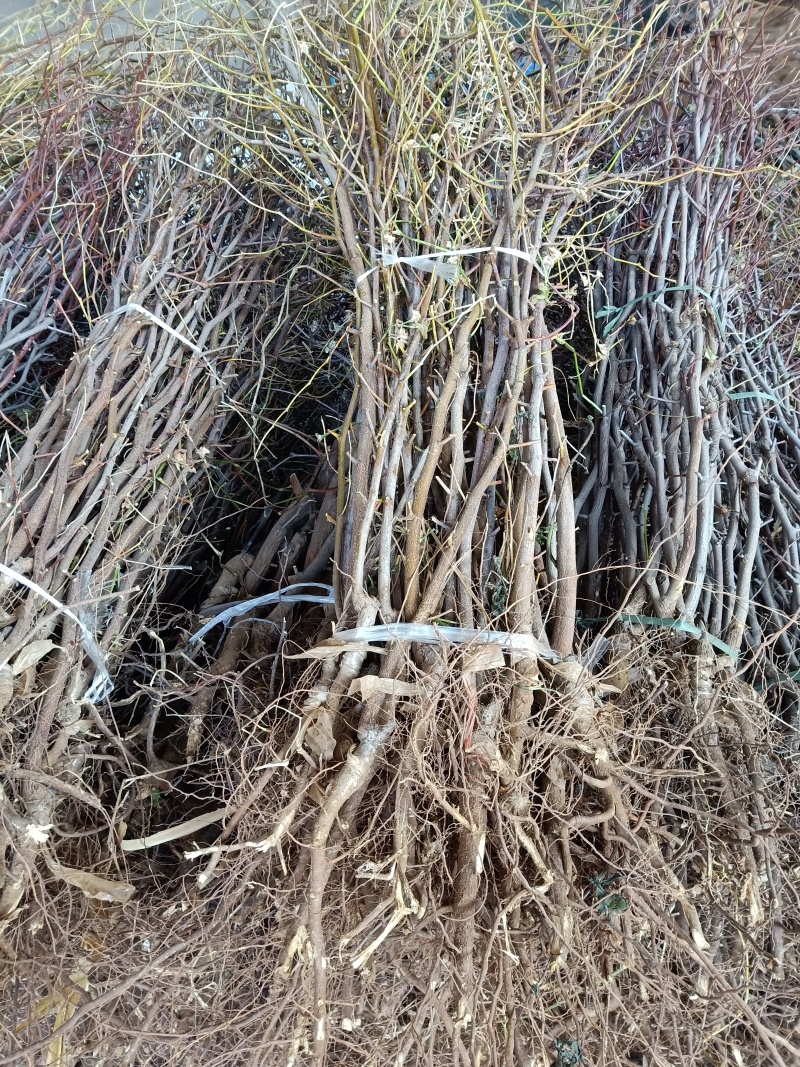 油蟠枣树苗基地直发，龙蟠枣苗价格