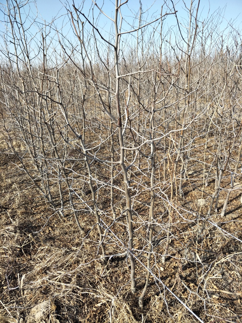 油蟠枣树苗基地直发，龙蟠枣苗价格