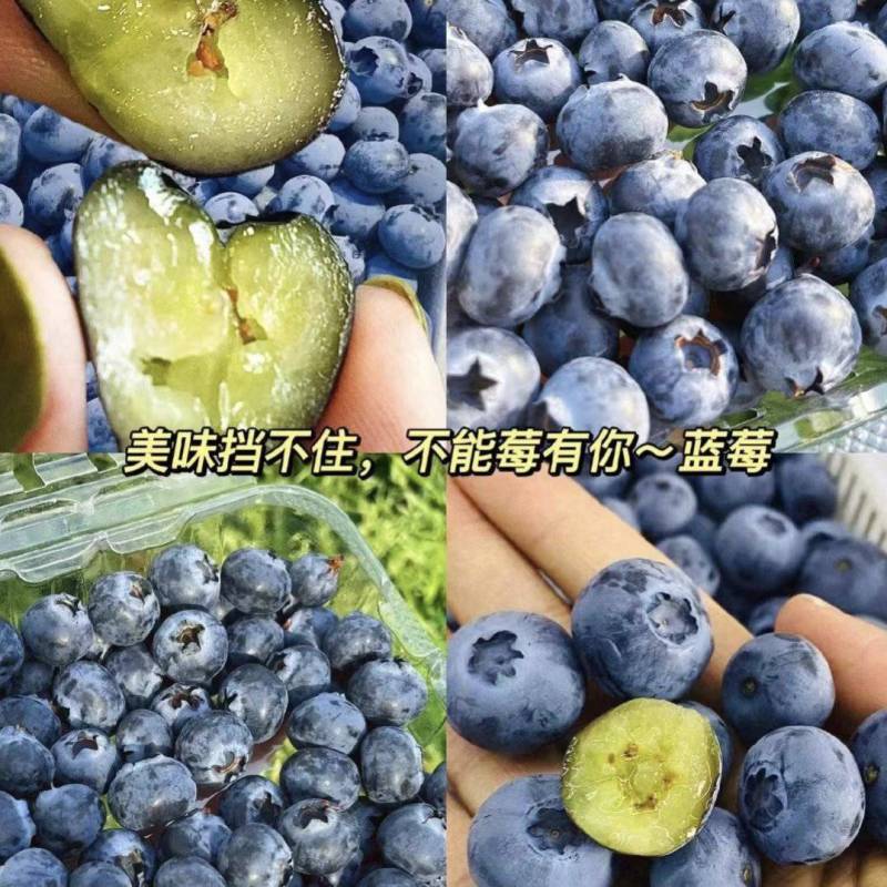 山东蓝莓大棚蓝莓/L25蓝莓/花香蓝莓/品质齐全全国发货