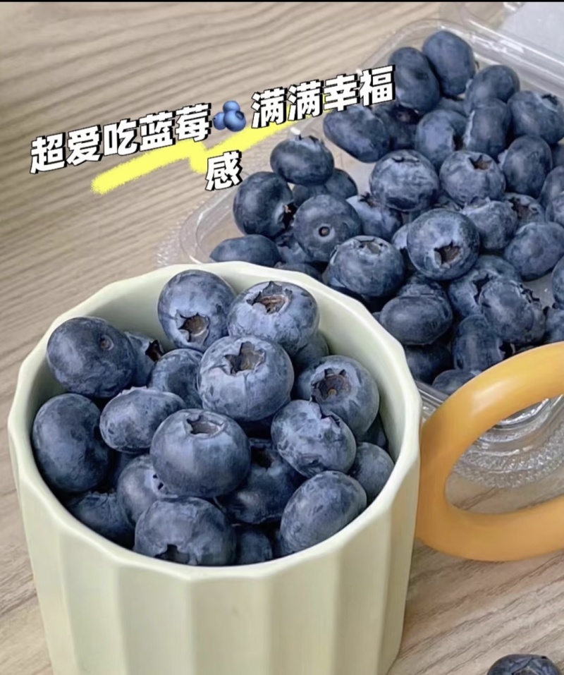 山东蓝莓大棚蓝莓/L25蓝莓/花香蓝莓/品质齐全全国发货